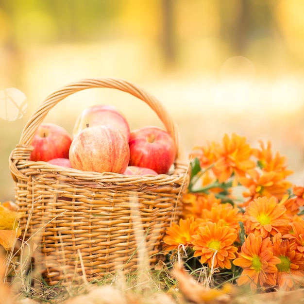 가을 야외에서 빨간 사과와 꽃 바구니. 건강한 식생활 개념