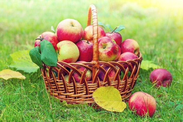 Basket with red apples on the grass