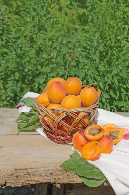 Basket with ripe apricots on wooden table in garden