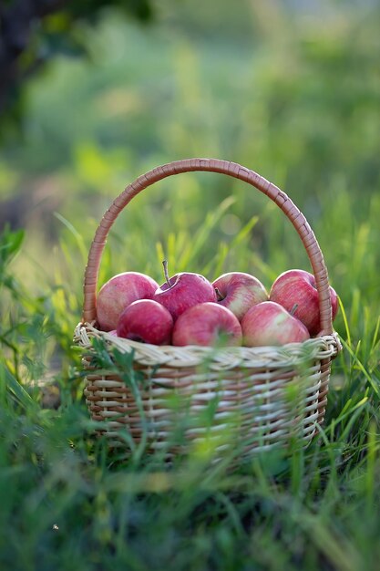 Basket with ripe red apples