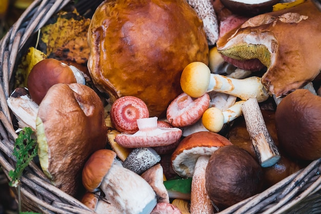 basket with various edible mushrooms close-up in autumn
