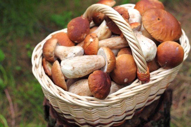 Basket with wild forest mushrooms