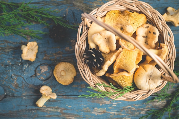 Basket with wild mushrooms chanterelles on a blue background.