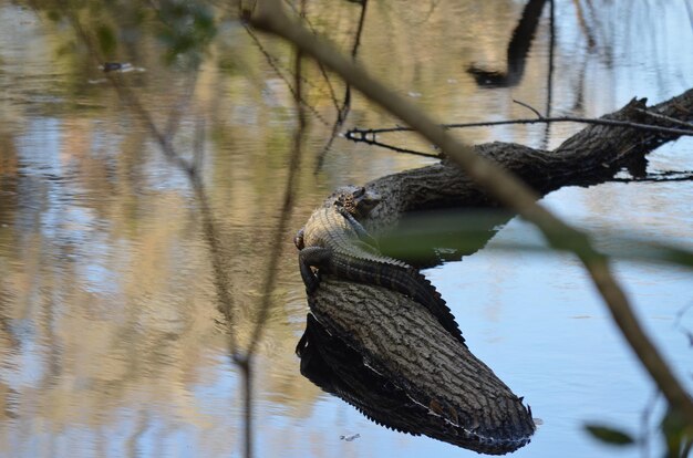 Foto alligatore basking