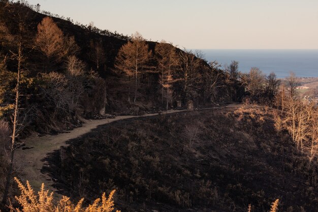 Basque mountains after a wild fire. Burned forest at February 2021.