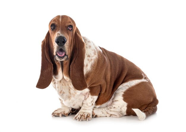 Basset hond