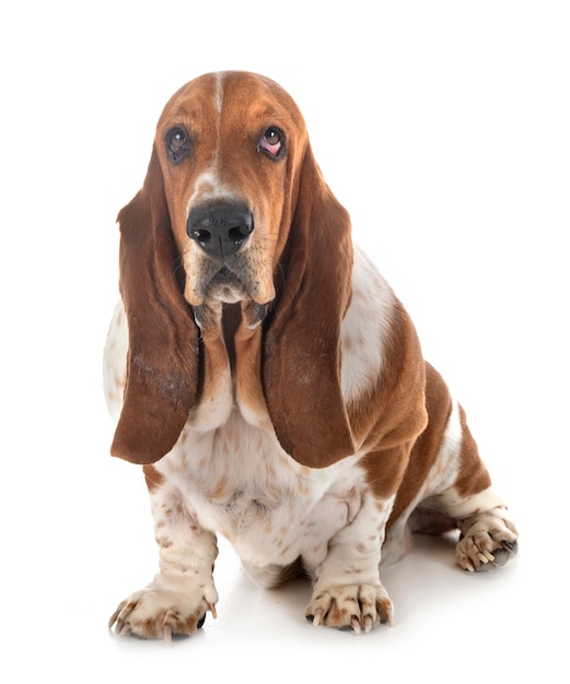 Basset hondenhond