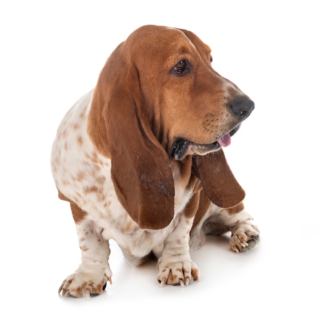 Basset hondenhond