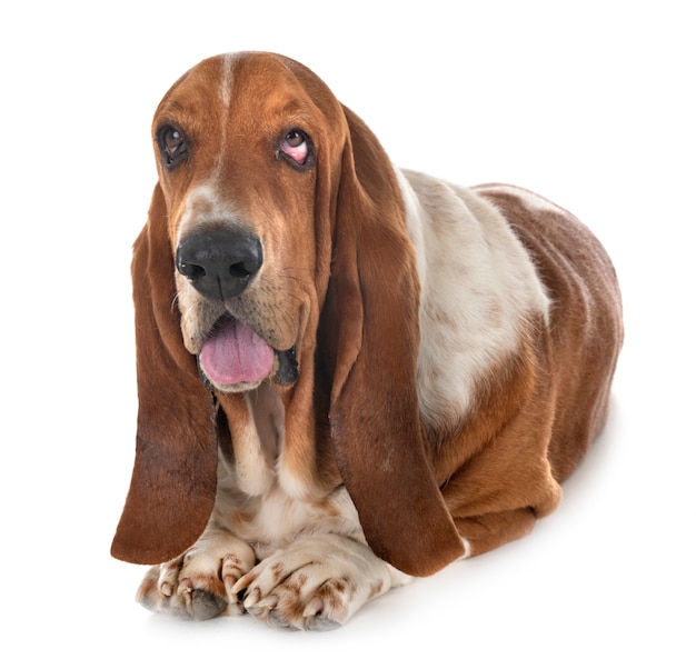 Basset hondenhond