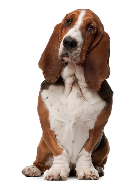 Basset Hound, 2 years old, sitting 