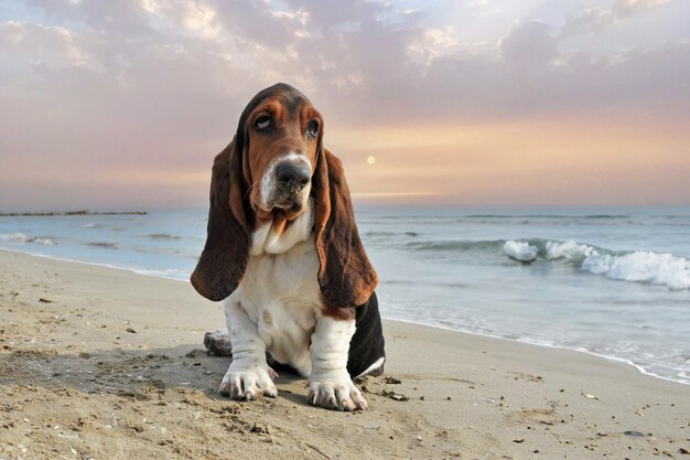 Photo basset hound on the beach