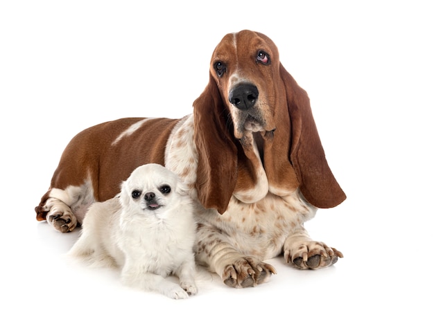 Basset hound and chihuahua