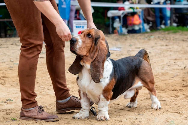 A Basset Hound dog at a dog show