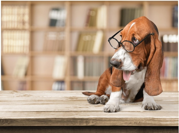 Basset Hound dog in glasses on background