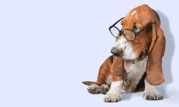 Basset Hound dog in glasses on background