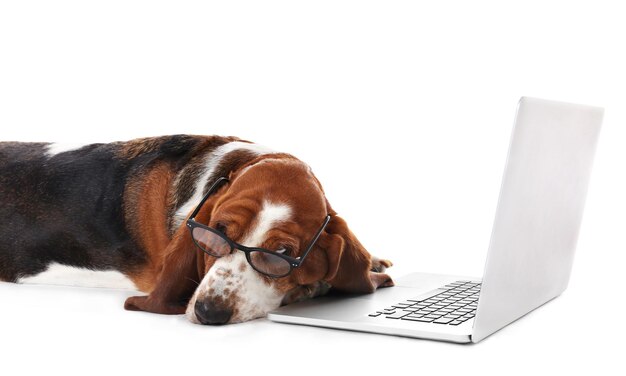 Basset hound dog in glazen met laptop op witte achtergrond