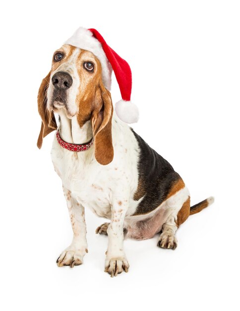 Basset Hound Dog Kerstman