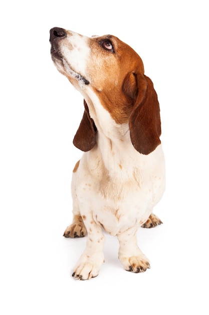 Basset Hound Dog Kwijlen Opzoeken