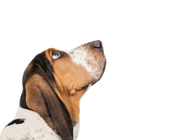 Basset Hound Dog Looking Up Closeup