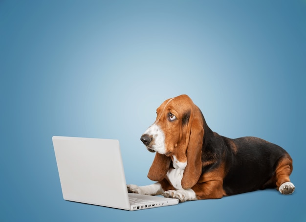 Basset Hound dog met laptop op achtergrond