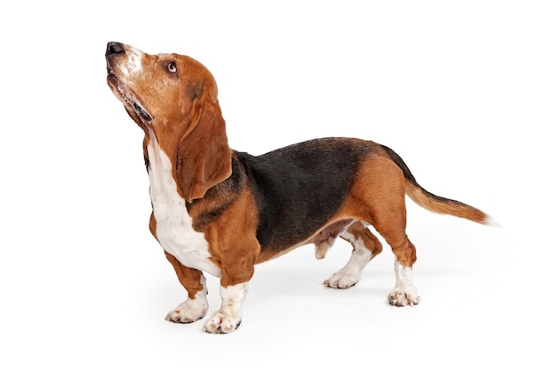 Basset Hound Dog Profile