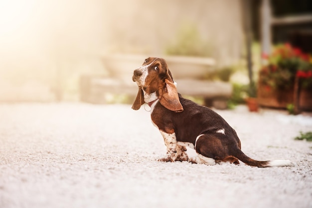 Basset Hound dog sitting in the yard and looking funny at the lens