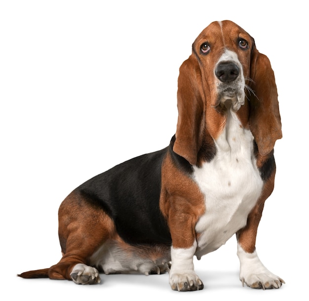 Basset hound cane su sfondo bianco