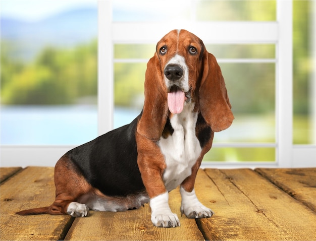 Basset hound cane sul pavimento di legno