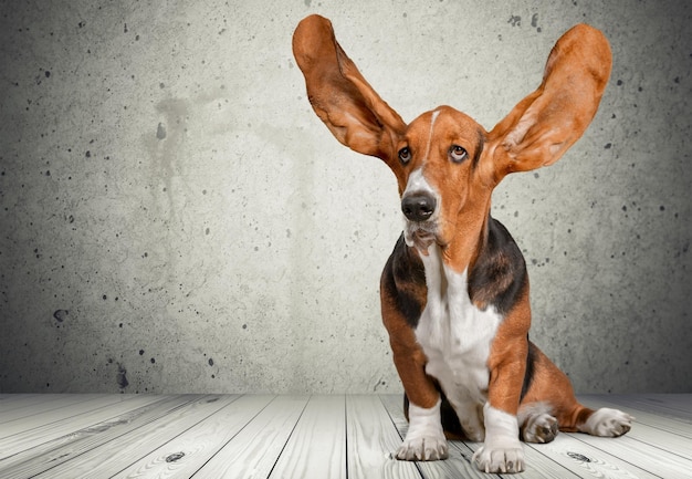 Basset Hound dog on wooden floor