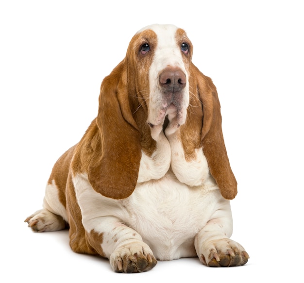 Basset Hound lying isolated on white