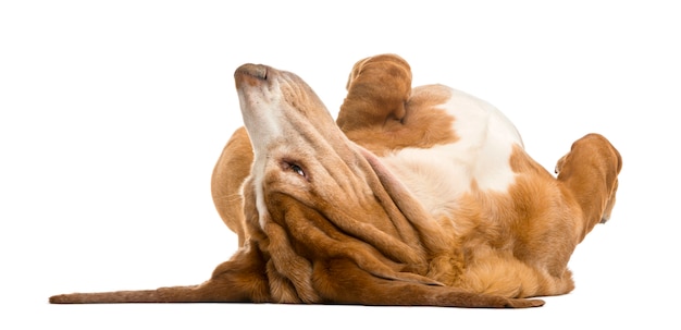 Basset hound che si trova sulla sua parte posteriore isolata su bianco