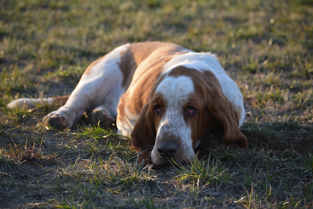 Basset hound resting in nature