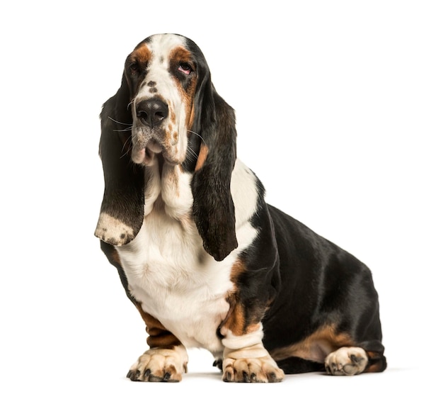 Basset Hound sitting against white background