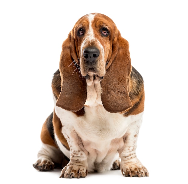 Basset Hound sitting in front of a white wall