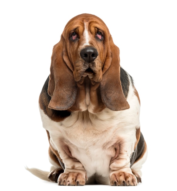 Basset Hound sitting in front of a white wall