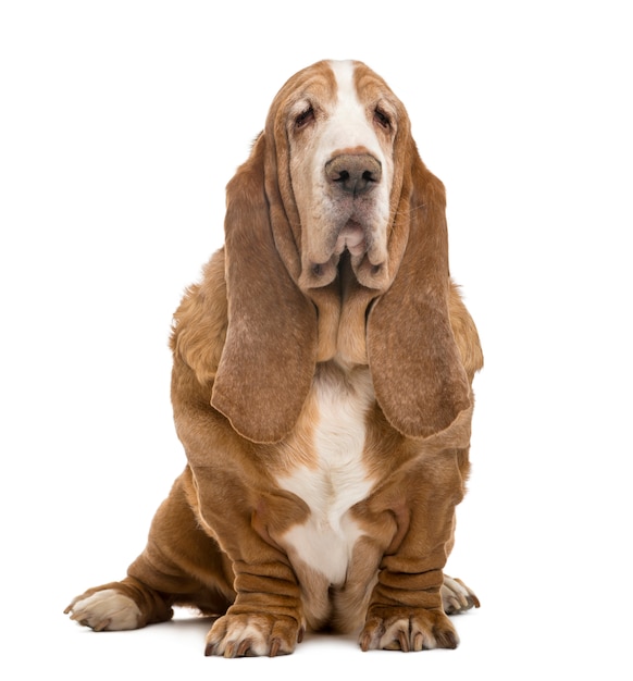 Basset Hound sitting isolated on white