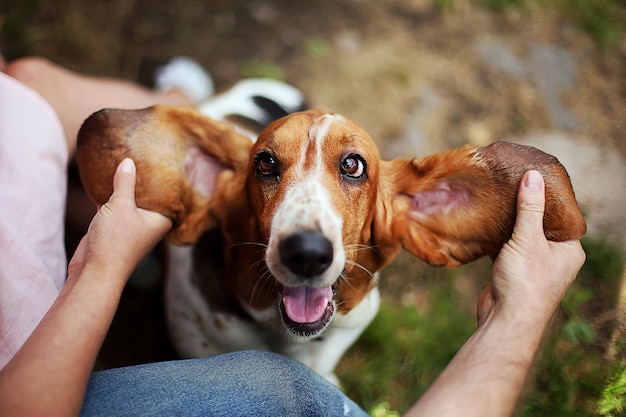 Basset Hound speelt met de eigenaar. Man en vrouwentrein en spelend met blije grappige hond met omhoog oren.