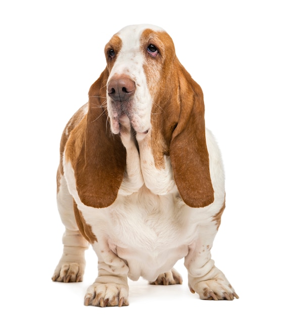 Basset Hound standing and looking away isolated on white