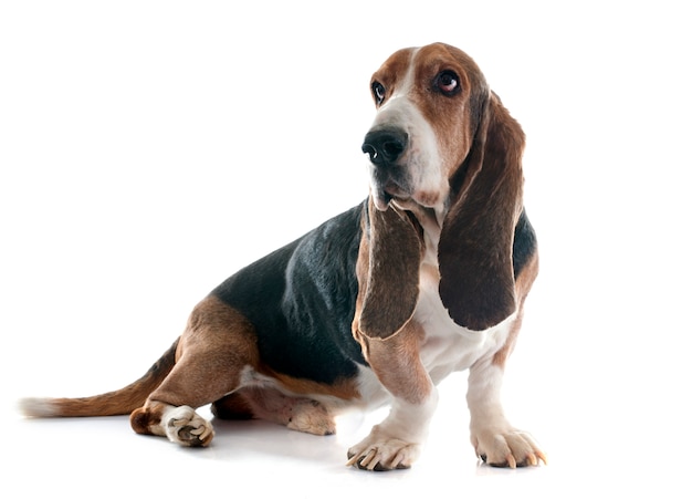 Basset Hound