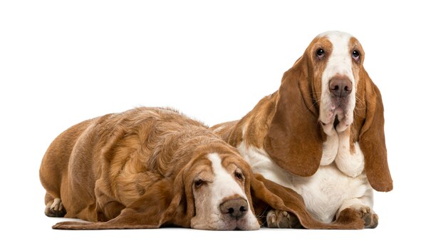 Basset Hounds lying isolated on white