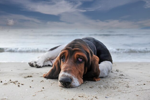 Bassethound op het strand.