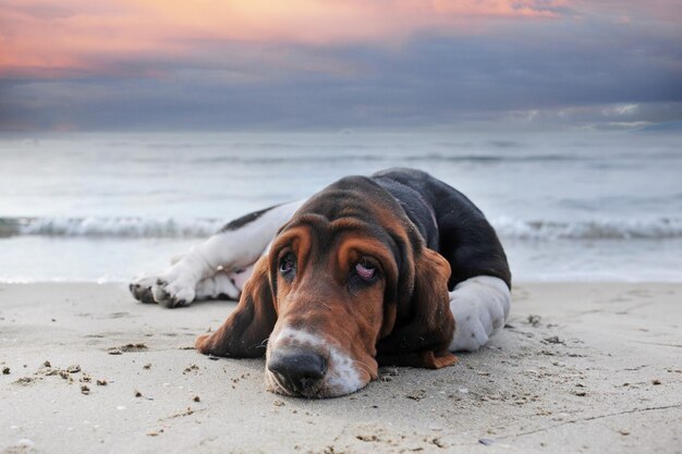 Bassethound op het strand.