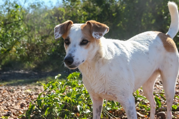 bastaard hond op het strand