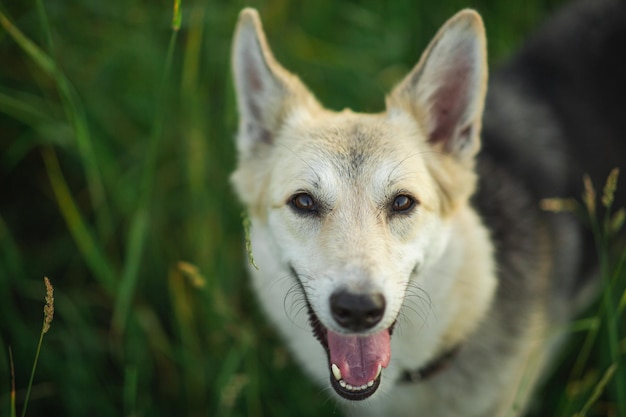 Foto bastaard hond staande in een veld