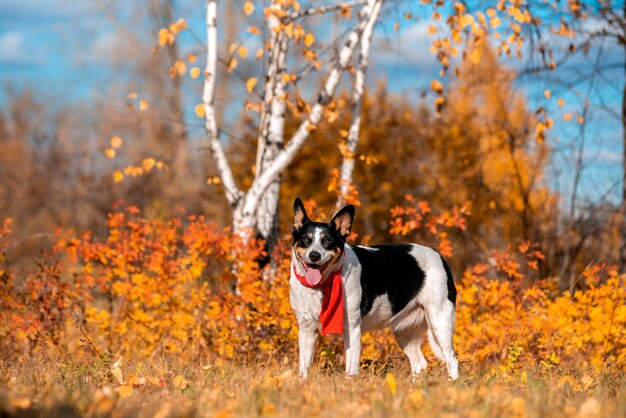 Bastaarde hond loopt in het de herfstpark in een sjaal.