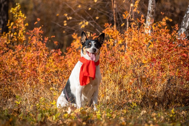 Bastaarde hond loopt in het de herfstpark in een sjaal.