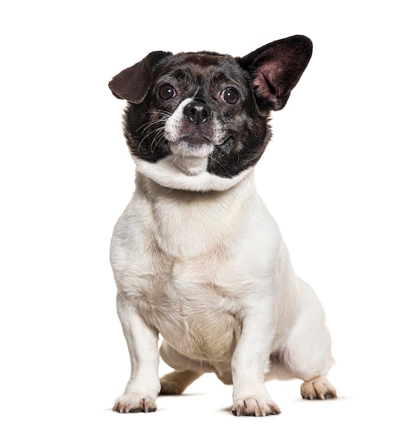 Bastarddog wearing collar isolated on white