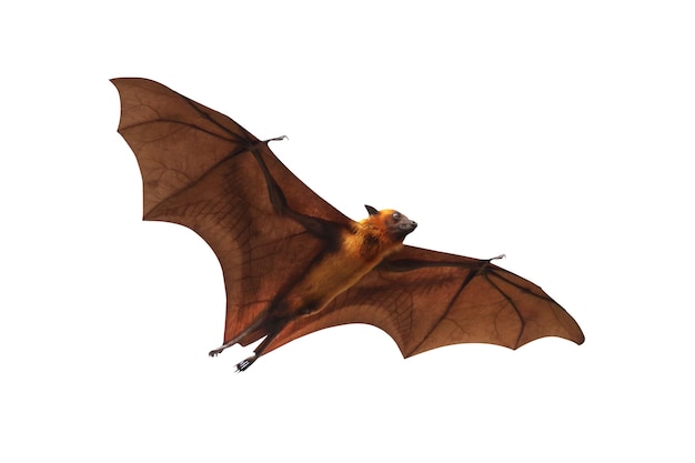 Photo bat flying isolated on white background