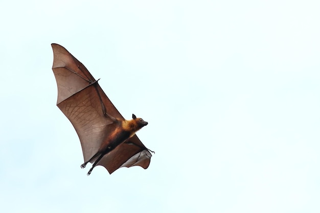 Photo bat flying in the sky. lyle's flying fox