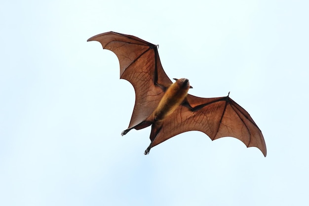 Bat flying in the sky. Lyle's flying fox